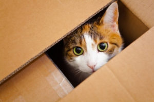 17763283 - beautiful european cat in a delivery box